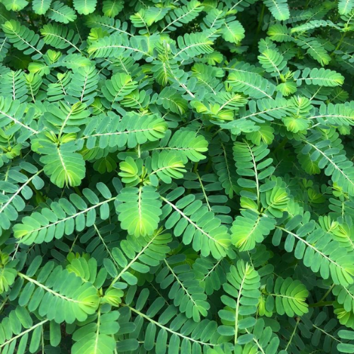 CHIẾT XUẤT DIỆP HẠ CHÂU (Kháng viêm)